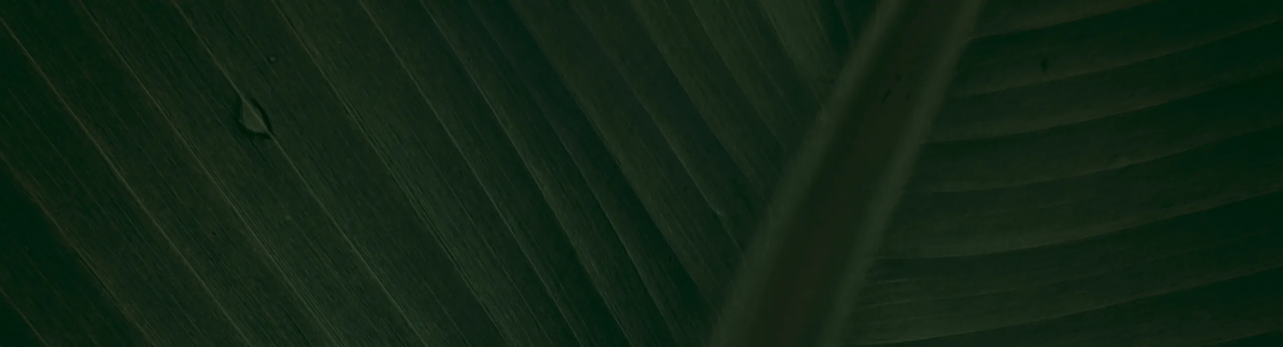hero-image_optimized A2(RABBIT)